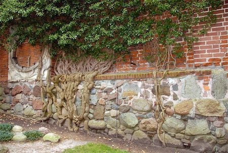 The root system of a tree growing up on castle stones Photographie de stock - Aubaine LD & Abonnement, Code: 400-04477666