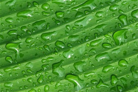 green leaf and water droplet in the gardens Stock Photo - Budget Royalty-Free & Subscription, Code: 400-04477773