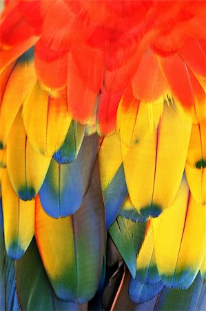 Feathers, parrots back Photographie de stock - Aubaine LD & Abonnement, Code: 400-04478015