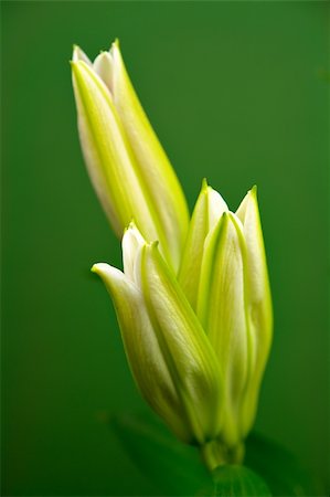 simsearch:622-06191265,k - Simple photo of lilies on green background Photographie de stock - Aubaine LD & Abonnement, Code: 400-04478104