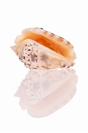 simsearch:400-03949975,k - Seashell isolated on white background Stock Photo - Budget Royalty-Free & Subscription, Code: 400-04478165