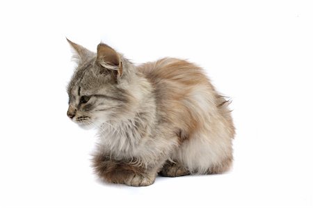 simsearch:400-04998810,k - gray furry cat on the white background Photographie de stock - Aubaine LD & Abonnement, Code: 400-04478259