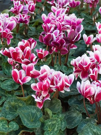 simsearch:400-04035571,k - The bright multicoloured flowers of cyclamen always raduyuschie people Stock Photo - Budget Royalty-Free & Subscription, Code: 400-04478615