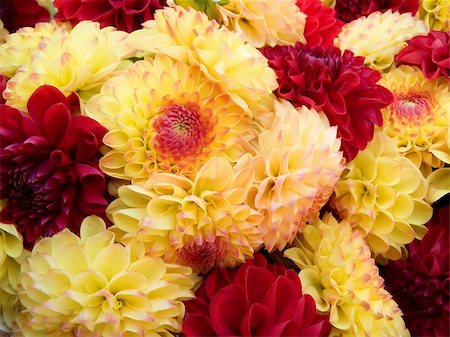 simsearch:400-05245245,k - Varicoloured dahlias wonderful decoration of any holiday and triumph Foto de stock - Super Valor sin royalties y Suscripción, Código: 400-04478610