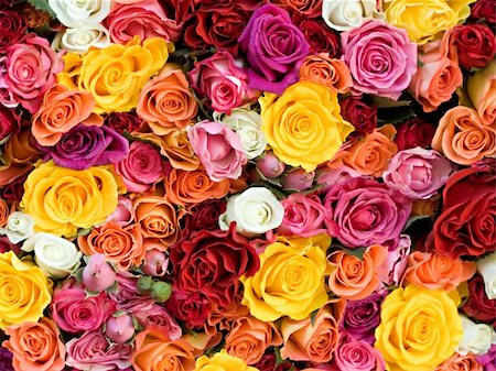 simsearch:400-04010093,k - different roses, white, yellow, rose, red, claret, orange Foto de stock - Super Valor sin royalties y Suscripción, Código: 400-04478611