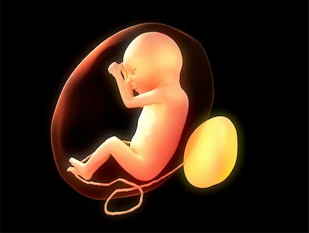 simsearch:400-06567245,k - 3d rendered illustration of a human fetus Stockbilder - Microstock & Abonnement, Bildnummer: 400-04478640