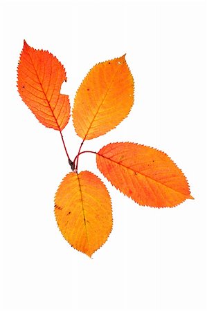 simsearch:400-03950884,k - Four autumn leaves isolated on white background Photographie de stock - Aubaine LD & Abonnement, Code: 400-04478670
