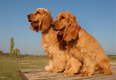 simsearch:400-04767909,k - purebred english cocker: cute hunting dogs Foto de stock - Royalty-Free Super Valor e Assinatura, Número: 400-04478734