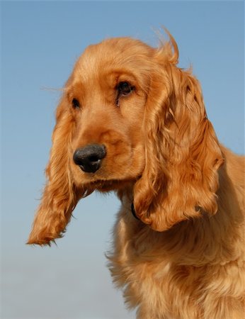 simsearch:400-04767909,k - purebred english cocker: cute hunting dogs Foto de stock - Royalty-Free Super Valor e Assinatura, Número: 400-04478736