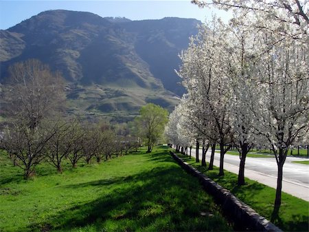 A row of trees in blossom Foto de stock - Super Valor sin royalties y Suscripción, Código: 400-04478974