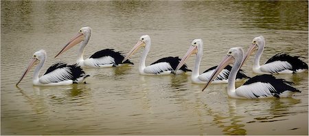 simsearch:400-04266223,k - six pelicans are swimming in the lake Stock Photo - Budget Royalty-Free & Subscription, Code: 400-04478997