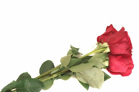 simsearch:400-03941928,k - Three beautiful red roses lay on a white background Photographie de stock - Aubaine LD & Abonnement, Code: 400-04479199