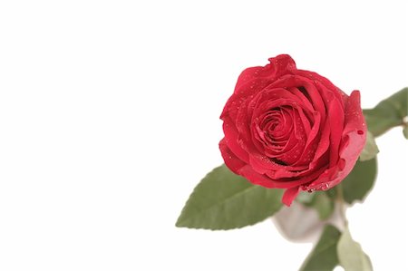 simsearch:400-03941928,k - One red rose on a white background Photographie de stock - Aubaine LD & Abonnement, Code: 400-04479201