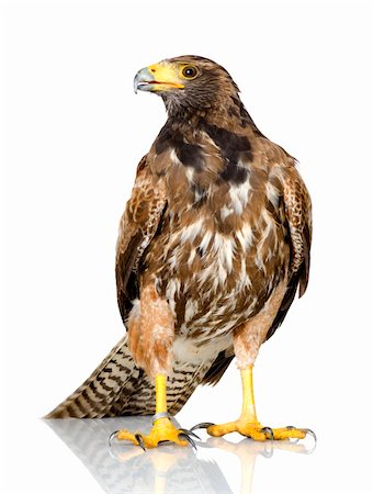 Harris's Hawk in front of a white background Photographie de stock - Aubaine LD & Abonnement, Code: 400-04479720