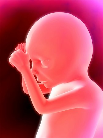 3d rendered illustration of a human fetus Stock Photo - Budget Royalty-Free & Subscription, Code: 400-04479767