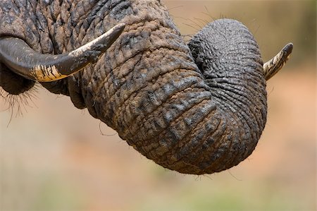 simsearch:400-04479869,k - Muddy elephant trunk curled over its tusk Photographie de stock - Aubaine LD & Abonnement, Code: 400-04479869