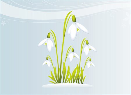 snowdrops Stock Photo - Budget Royalty-Free & Subscription, Code: 400-04479899