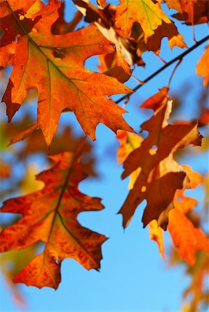 simsearch:400-04436466,k - Closeup of colorful fall oak leaves, natural background with blue sky Stock Photo - Budget Royalty-Free & Subscription, Code: 400-04470025