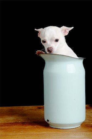 pet in a pocket - A Chihuahua giving the 'what are you looing at' look. Foto de stock - Super Valor sin royalties y Suscripción, Código: 400-04470059