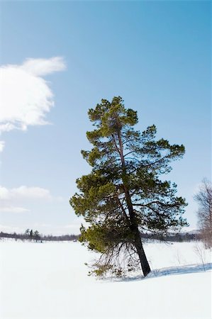 simsearch:400-04470085,k - An evergreen tree on a winter landscape. Stockbilder - Microstock & Abonnement, Bildnummer: 400-04470070
