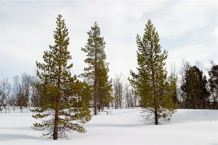 simsearch:400-04520291,k - Trees on a snow filled landscape Stockbilder - Microstock & Abonnement, Bildnummer: 400-04470086