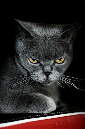simsearch:400-07123595,k - Sight of a grey cat. Black background Stock Photo - Budget Royalty-Free & Subscription, Code: 400-04470244