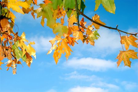 simsearch:400-04221461,k - Colorful autumn leaves against a blue sky with clouds Stock Photo - Budget Royalty-Free & Subscription, Code: 400-04470350