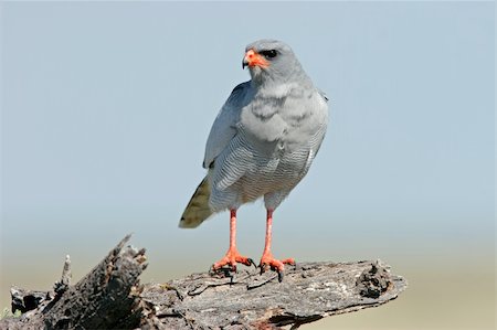 simsearch:400-05698463,k - Pale Chanting goshawk (Melierax canorus), Etosha National Park, Namibia Photographie de stock - Aubaine LD & Abonnement, Code: 400-04470438