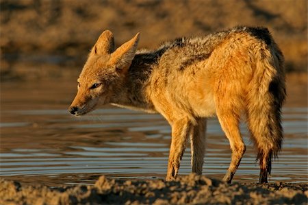 Black-backed Jackal (Canis mesomelas)  wading in shallow water, Kalahari, South Africa Stock Photo - Budget Royalty-Free & Subscription, Code: 400-04470444