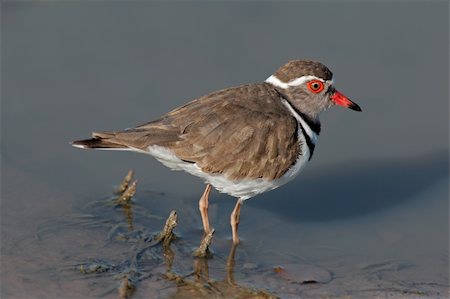 pluvier - Threebanded plover (Charadrius tricollaris) standing in water, Kruger National Park, South Africa Photographie de stock - Aubaine LD & Abonnement, Code: 400-04470446