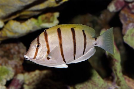 simsearch:400-07501652,k - Underwater view of a Convict Surgeonfish or Manini (Acanthurus triostegus) Stock Photo - Budget Royalty-Free & Subscription, Code: 400-04470443