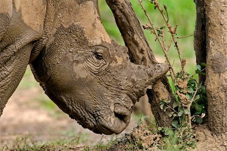 simsearch:400-07315408,k - White (square-lipped) rhinoceros (Ceratotherium simum) after a mud bath, Pilanesberg National Park, South Africa Stock Photo - Budget Royalty-Free & Subscription, Code: 400-04470454