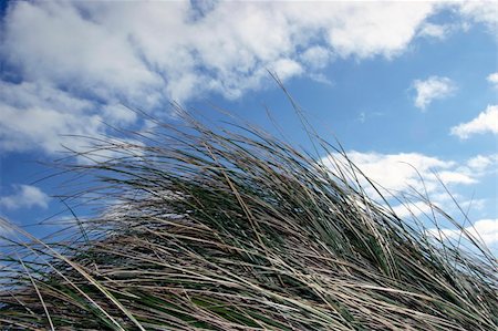 parched - grass mountain Stock Photo - Budget Royalty-Free & Subscription, Code: 400-04470485