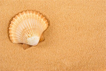 Seashells on golden sand Foto de stock - Royalty-Free Super Valor e Assinatura, Número: 400-04470702