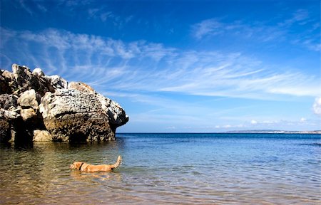 Beautiful blue beach with a Labrador retriever swimming on the ocean Stock Photo - Budget Royalty-Free & Subscription, Code: 400-04470719