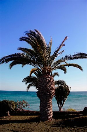 a lanzarote beach with palm tree Stock Photo - Budget Royalty-Free & Subscription, Code: 400-04470750