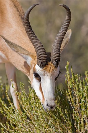 springbok - Adult Male springbok feeding on some plants Stock Photo - Budget Royalty-Free & Subscription, Code: 400-04470781