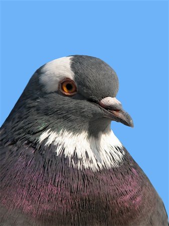simsearch:400-05234833,k - A portrait of a rock pigeon against blue sky Stockbilder - Microstock & Abonnement, Bildnummer: 400-04470820