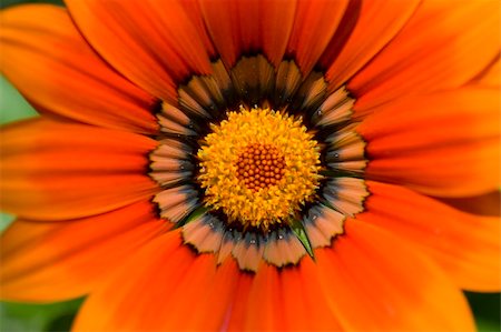 simsearch:400-06130523,k - Close up of a Gazania Stock Photo - Budget Royalty-Free & Subscription, Code: 400-04470987