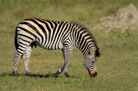 safari zimbabwe - Plains (Burchells) Zebra (Equus quagga), Hwange National Park, Zimbabwe, southern Africa Stock Photo - Budget Royalty-Free & Subscription, Code: 400-04471247