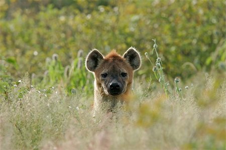 simsearch:400-03934175,k - Portrait of a spotted hyena (Crocuta crocuta), Etosha National Park, Namibia Stock Photo - Budget Royalty-Free & Subscription, Code: 400-04471253