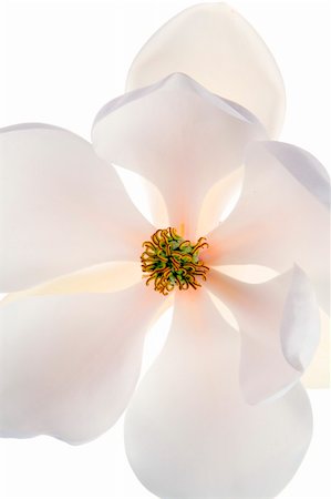 Magnolia flower on a white background. Pastel tones. Vertical shot. Stock Photo - Budget Royalty-Free & Subscription, Code: 400-04471264