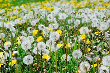 simsearch:700-01993307,k - A field of blooming and seeding dandelions Stock Photo - Budget Royalty-Free & Subscription, Code: 400-04471282