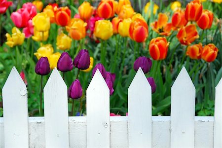 photo picket garden - Colorful tulips behing white fence Foto de stock - Super Valor sin royalties y Suscripción, Código: 400-04471326
