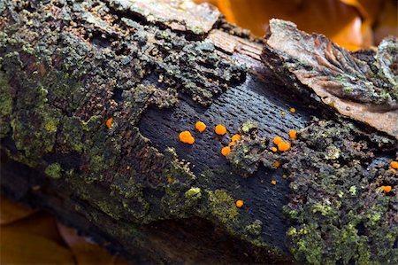 rotten stick covered in lichen and orange fungus - detail Stock Photo - Budget Royalty-Free & Subscription, Code: 400-04471368