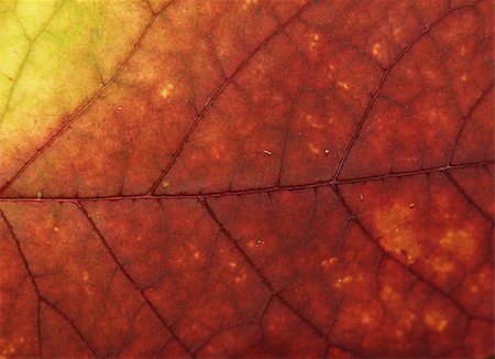 red canadian maple leafs background - Autumn leaf macro.  Lots of deatils Stock Photo - Budget Royalty-Free & Subscription, Code: 400-04471389