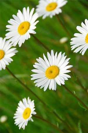 simsearch:400-04439518,k - Beatiful summer daisies Stock Photo - Budget Royalty-Free & Subscription, Code: 400-04471705