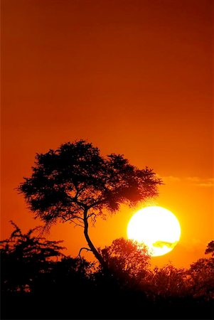 parque nacional de hwange - Sunset with a tree silhouette. Foto de stock - Super Valor sin royalties y Suscripción, Código: 400-04471720