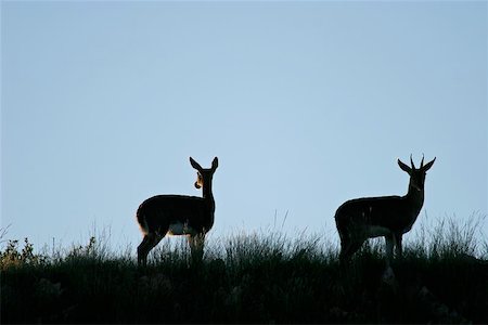 simsearch:400-04973471,k - Silhouette of two Mountain Reedbuck, South Africa Photographie de stock - Aubaine LD & Abonnement, Code: 400-04471938