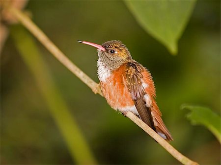 Juvenile Cinnamon Hummingbird Stock Photo - Budget Royalty-Free & Subscription, Code: 400-04471960